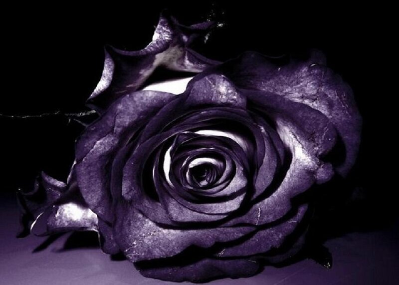 Purple Rose on Black — Dramatic, Photograph