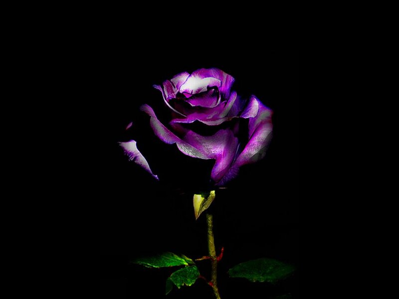 Purple Rose on Black — Dramatic