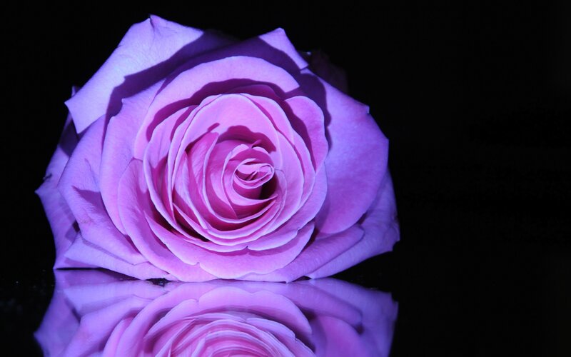 Purple Rose on Black