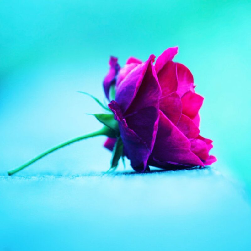 Purple Rose on Blue Surface