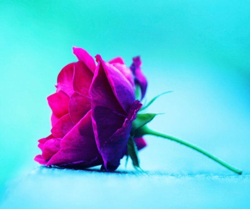 Purple Rose on Blue