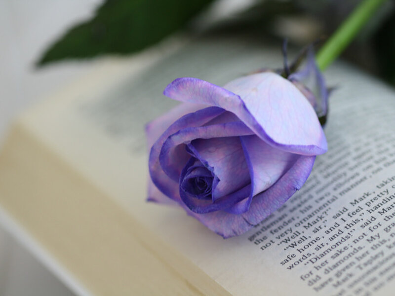 Purple Rose on Book — Calm