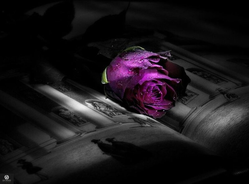 Purple Rose on Book — Dramatic, Photograph
