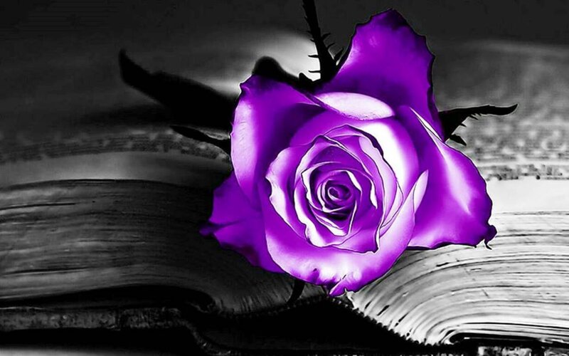 Purple Rose on Book — Dramatic