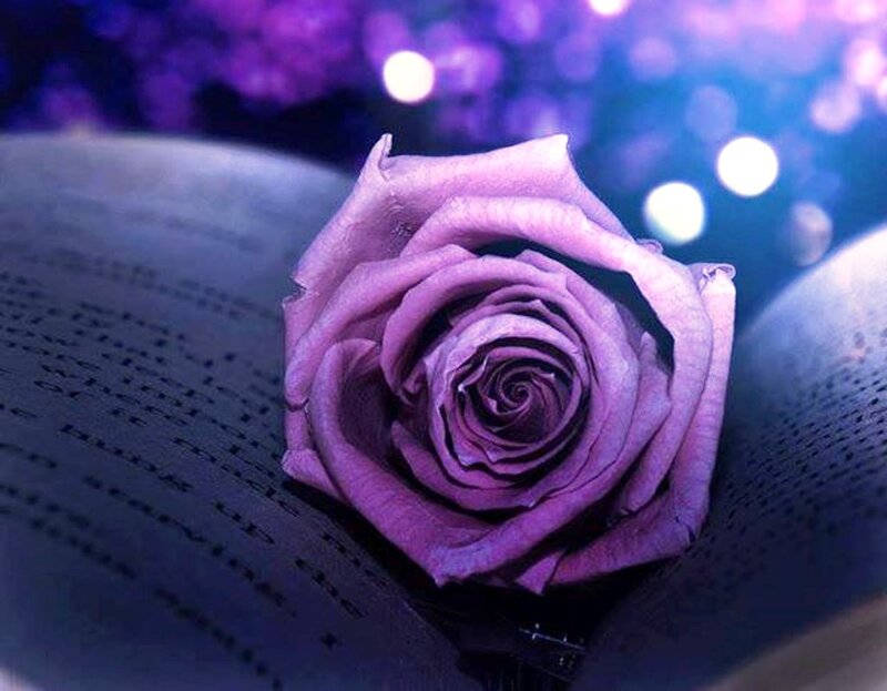 Purple Rose on Book — Dreamy, Photograph