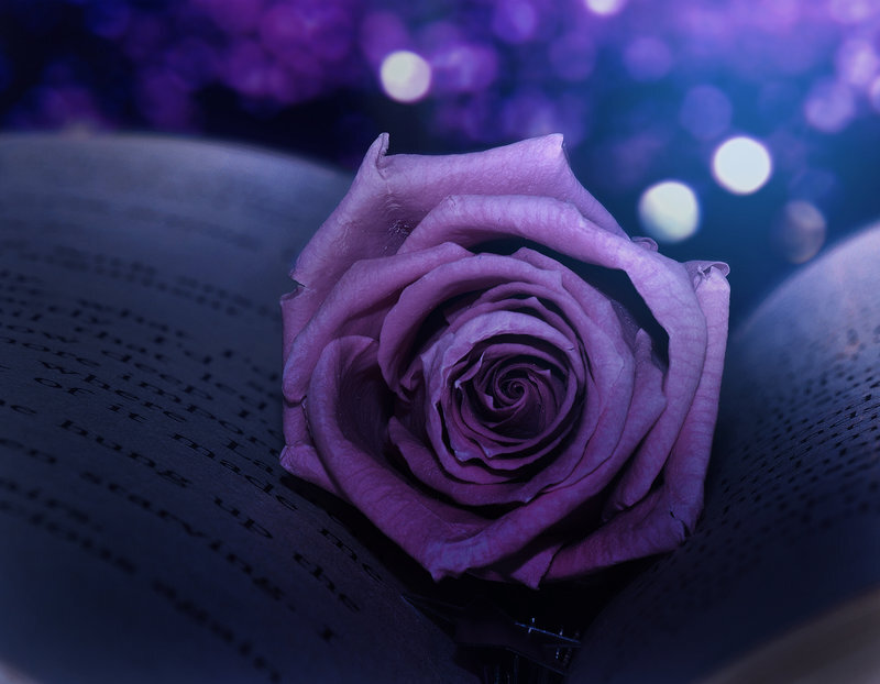 Purple Rose on Book — Dreamy