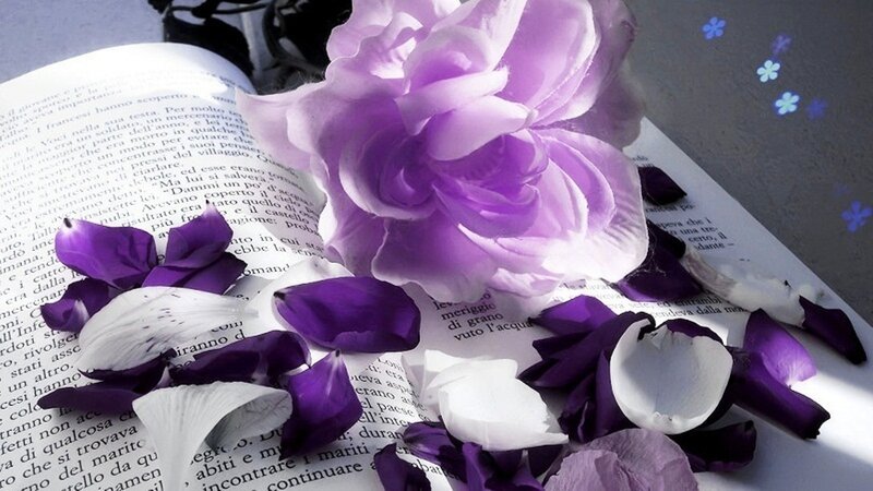 Purple Rose on Book — Serene, Photograph