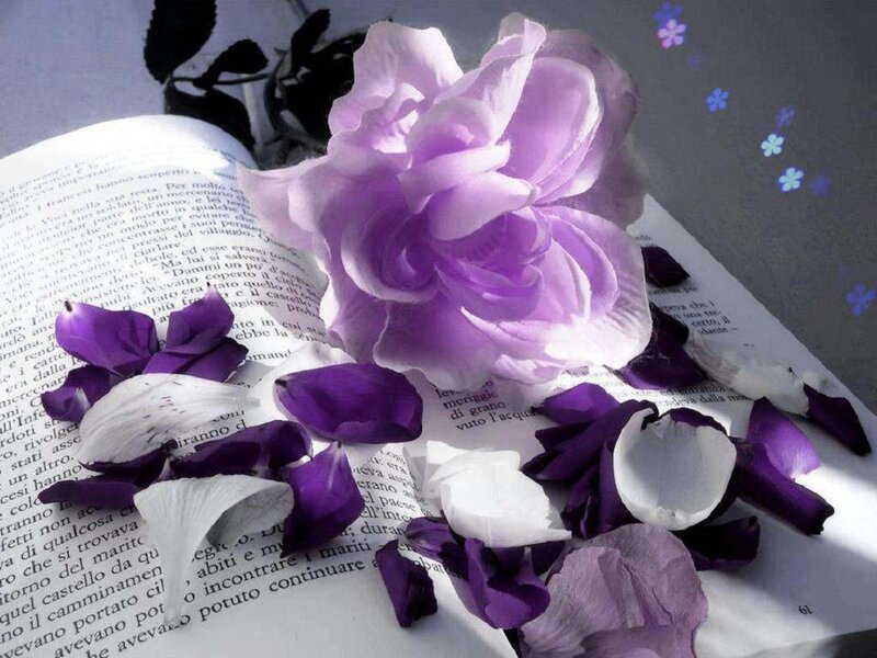 Purple Rose on Book — Serene