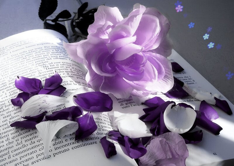 Purple Rose on Book
