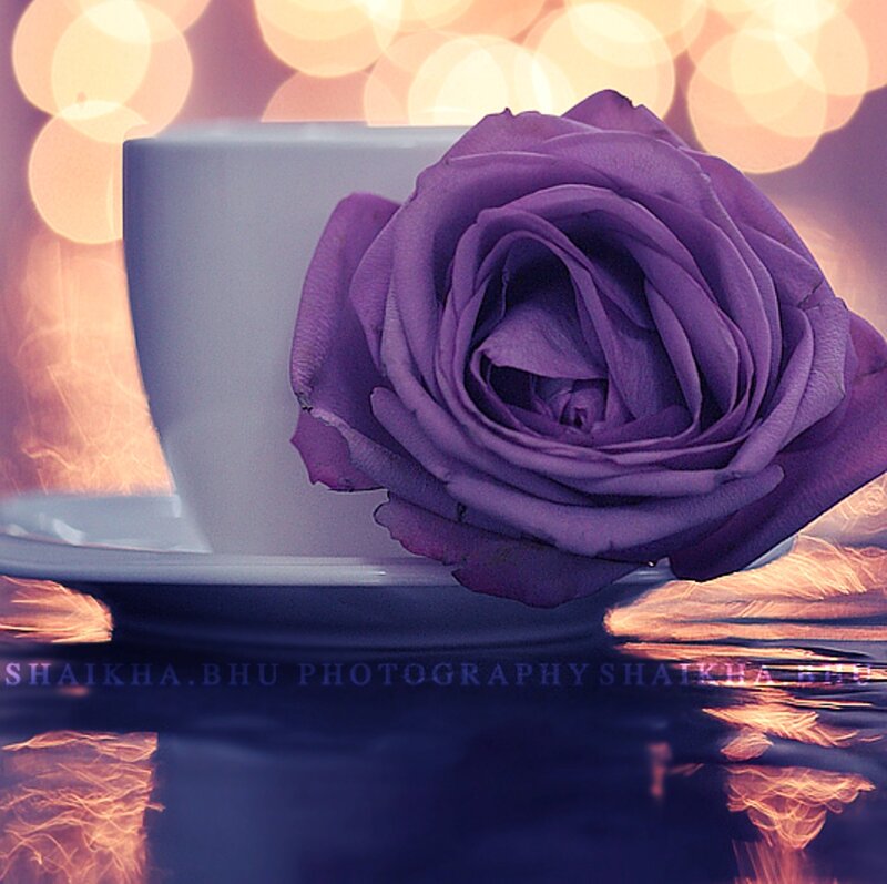 Purple Rose on Cup
