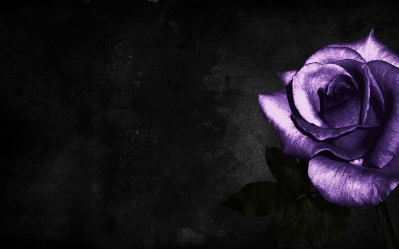 Purple Rose on Dark Background — Dramatic, Photograph, Leaf