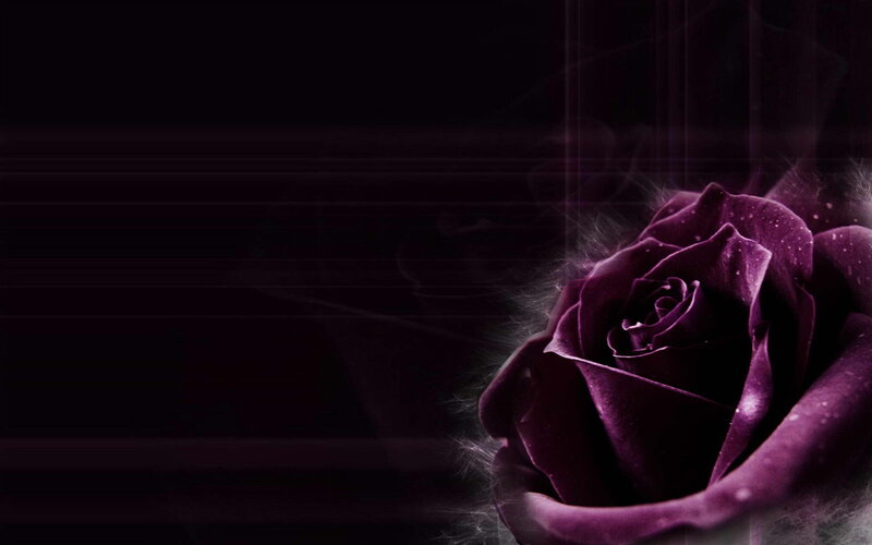 Purple Rose on Dark Background — Dramatic, Photograph