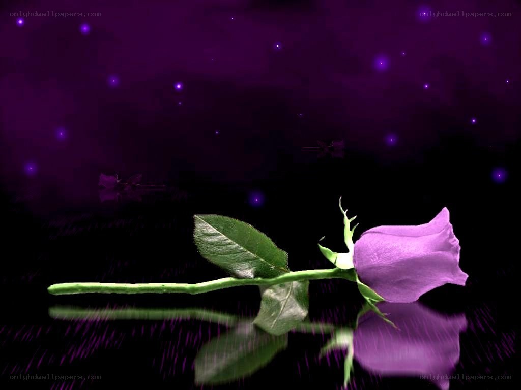 purple rose on dark background