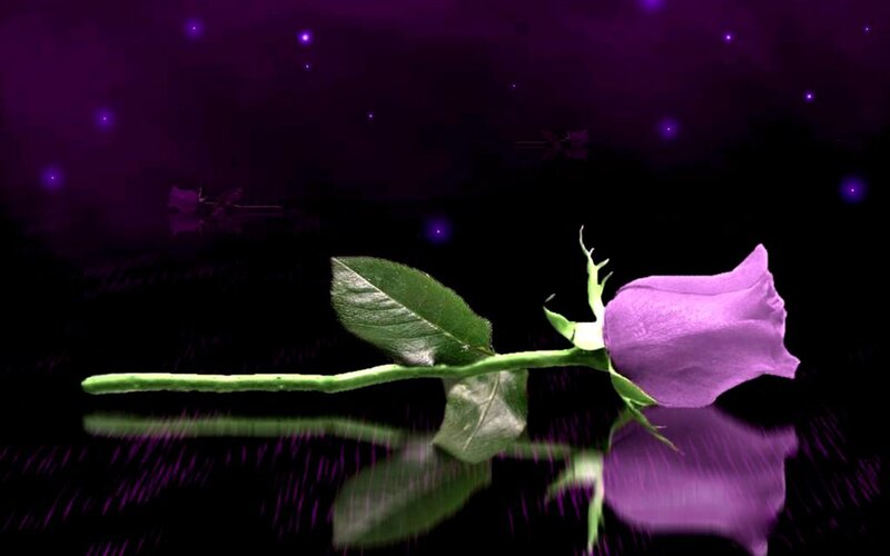 Purple Rose on Dark Surface — Dramatic, Night, Digital Art, Leaf