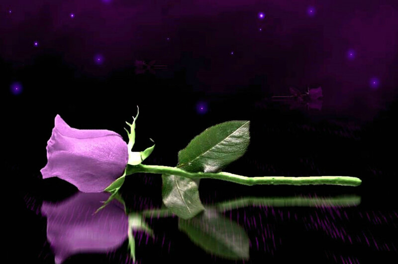 Purple Rose on Dark Surface — Dramatic, Night, Digital Art