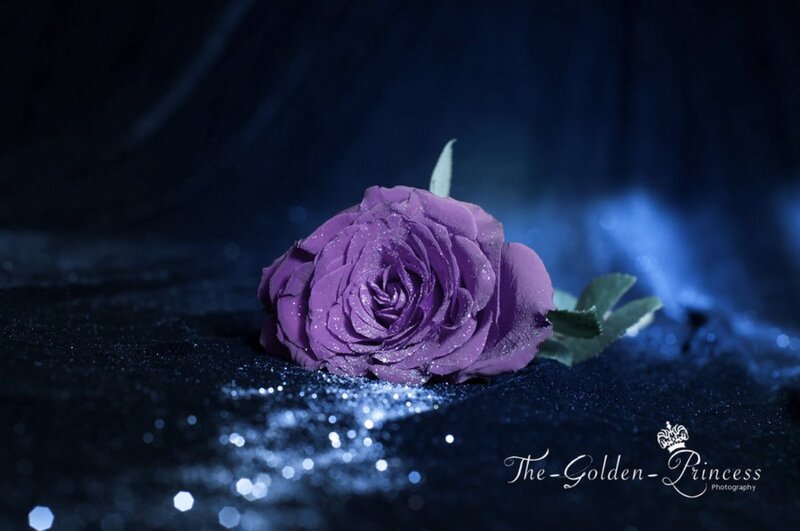 Purple Rose on Dark Surface — Dramatic, Night