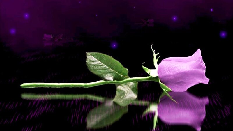 Purple Rose on Dark Surface