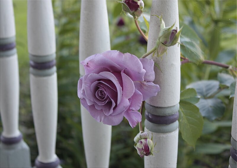 Purple Rose on Fence