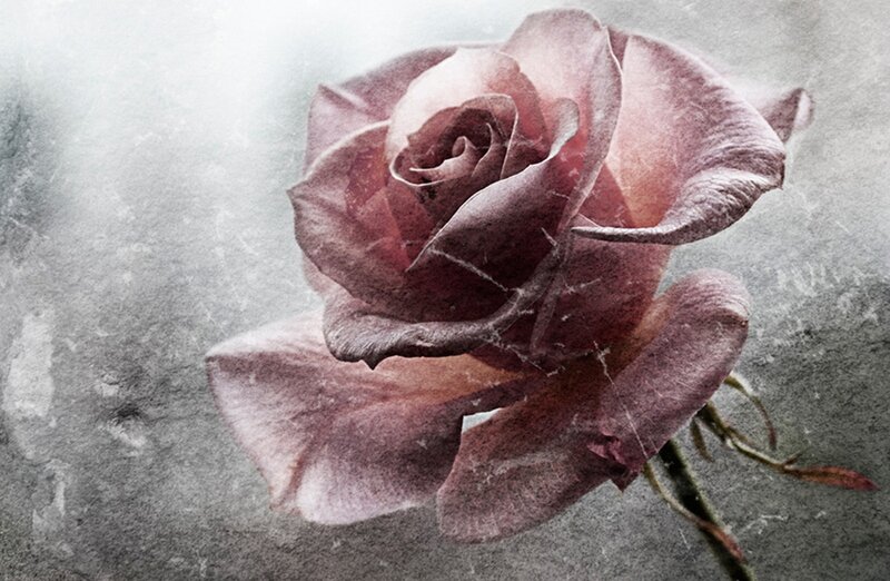 Purple Rose on Gray Background — Melancholic