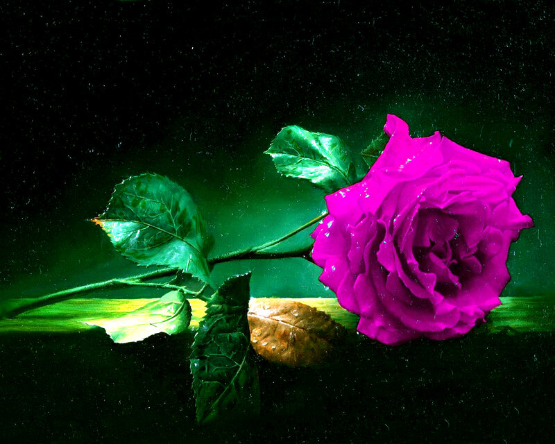 Purple Rose on Green Surface
