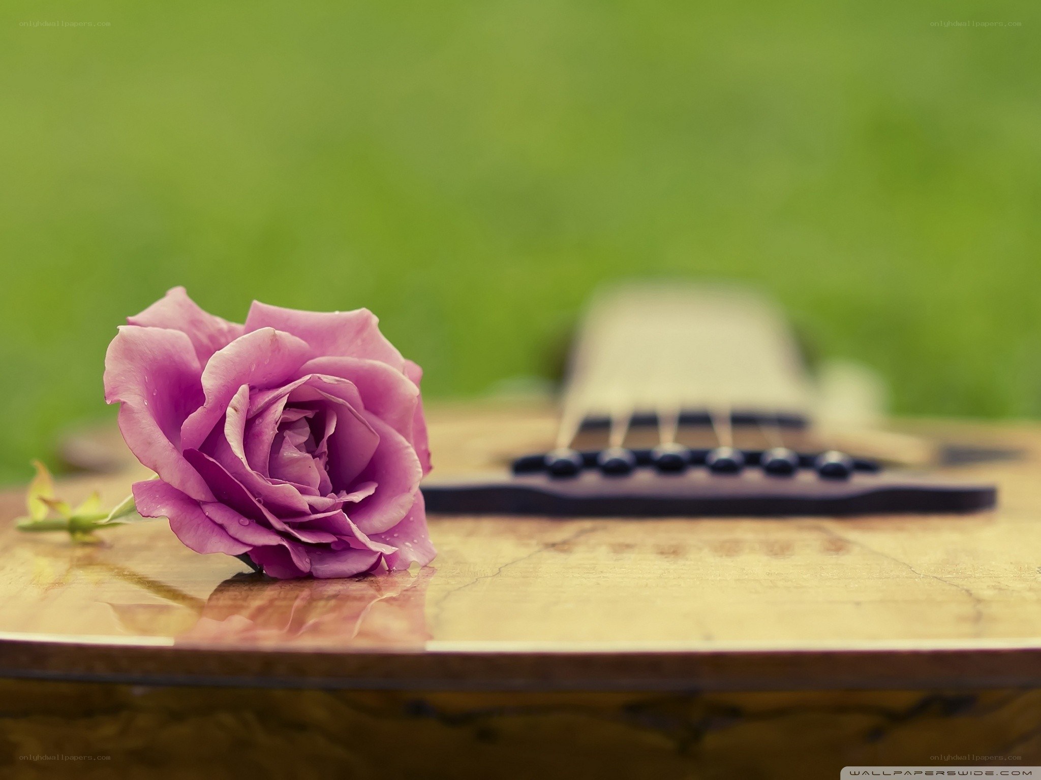 purple rose on guitar