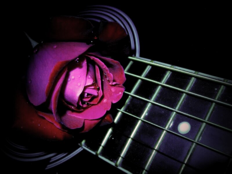 Purple Rose on Guitar — Dramatic