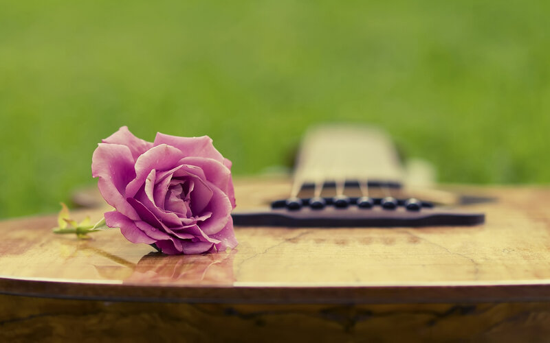 Purple Rose on Guitar — Serene, Afternoon