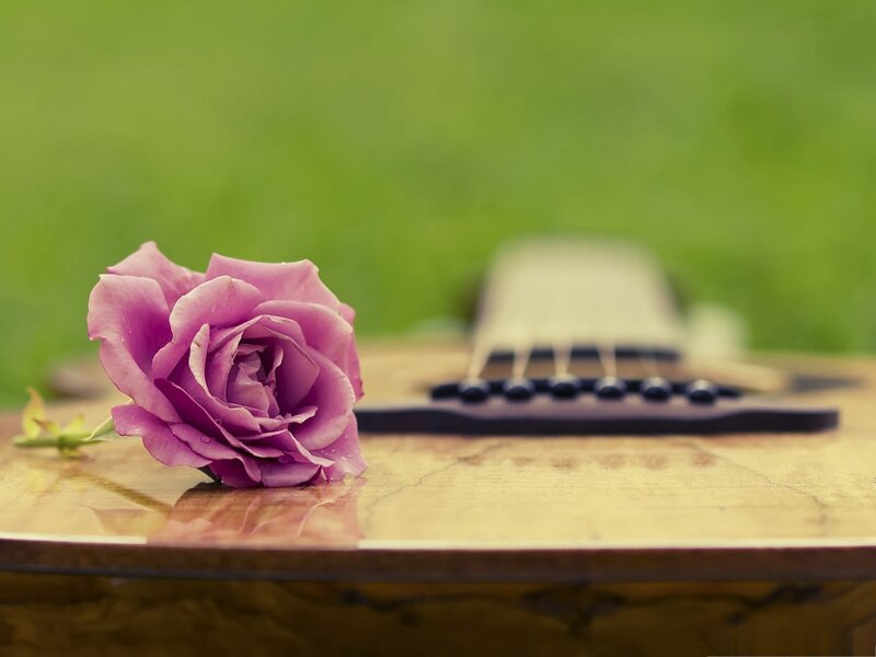 Purple Rose on Guitar — Serene, Photograph