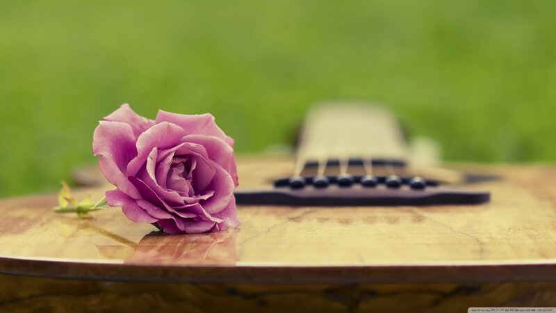 Purple Rose on Guitar — Serene