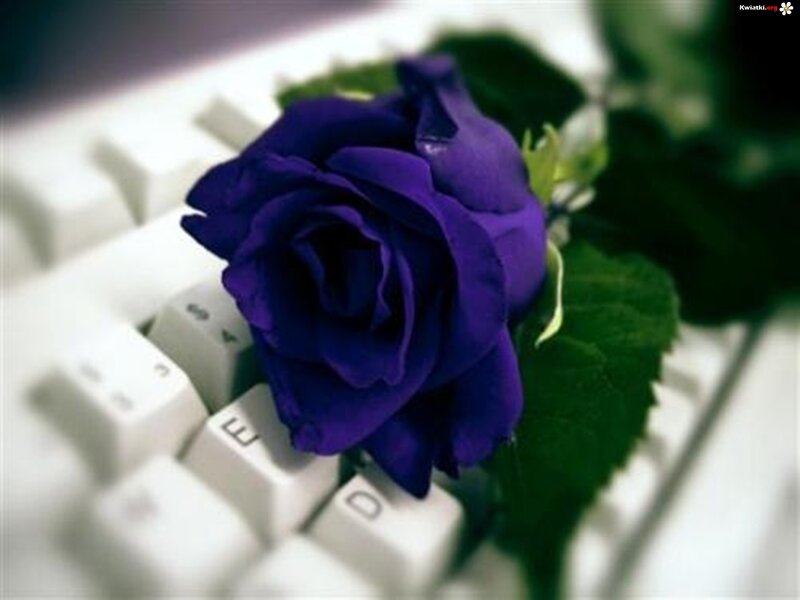 Purple Rose on Keyboard