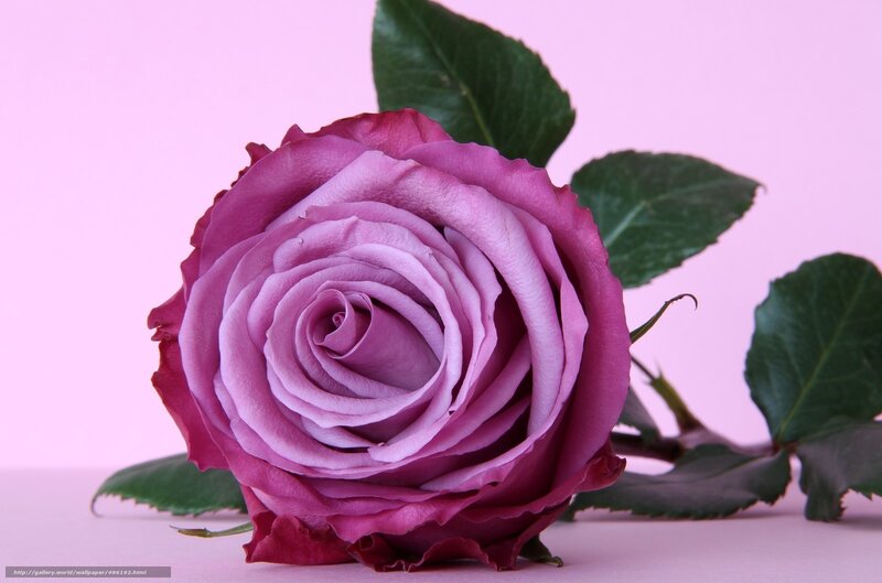 purple rose on pink background