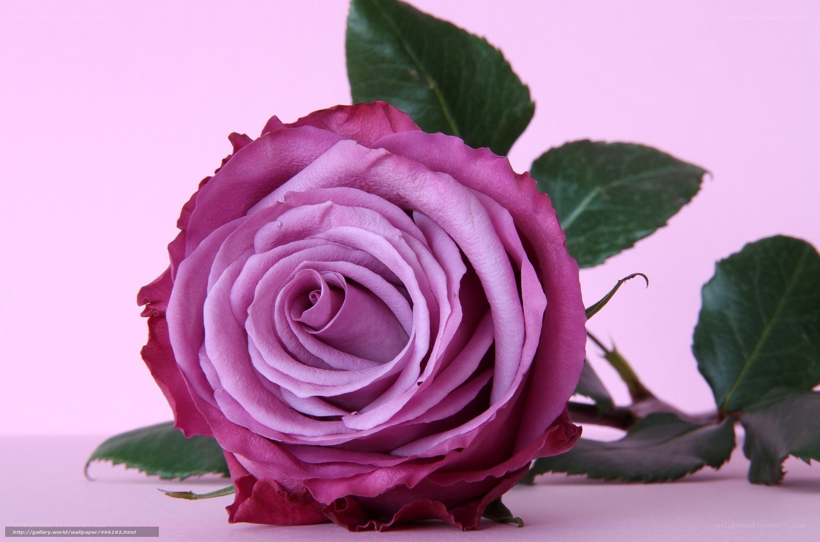purple rose on pink background