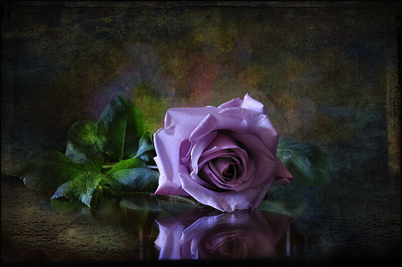 Purple Rose on Reflective Surface