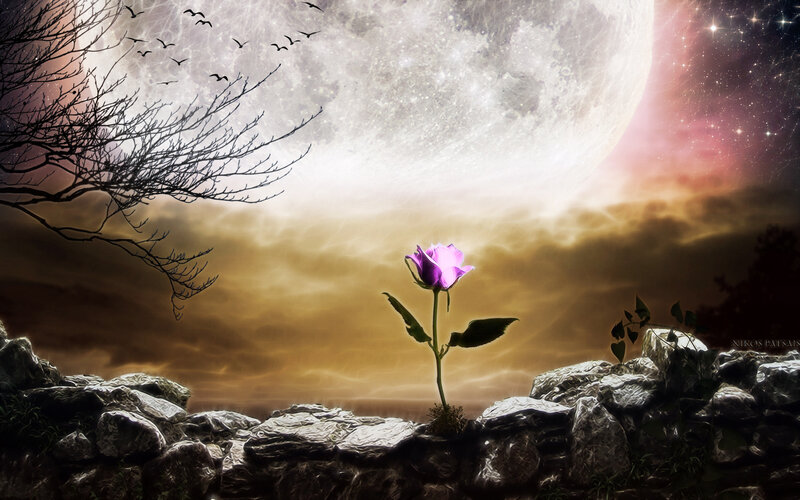 Purple Rose on Rocks