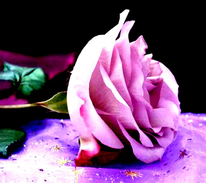 Purple Rose on Surface