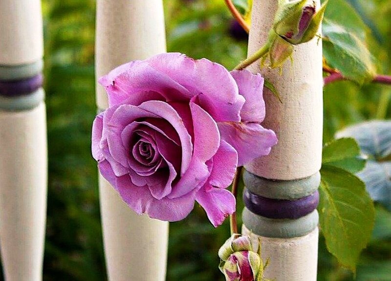 Purple Rose on Trellis