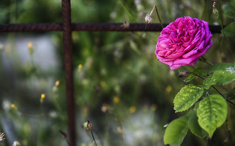 Purple Rose on Vine