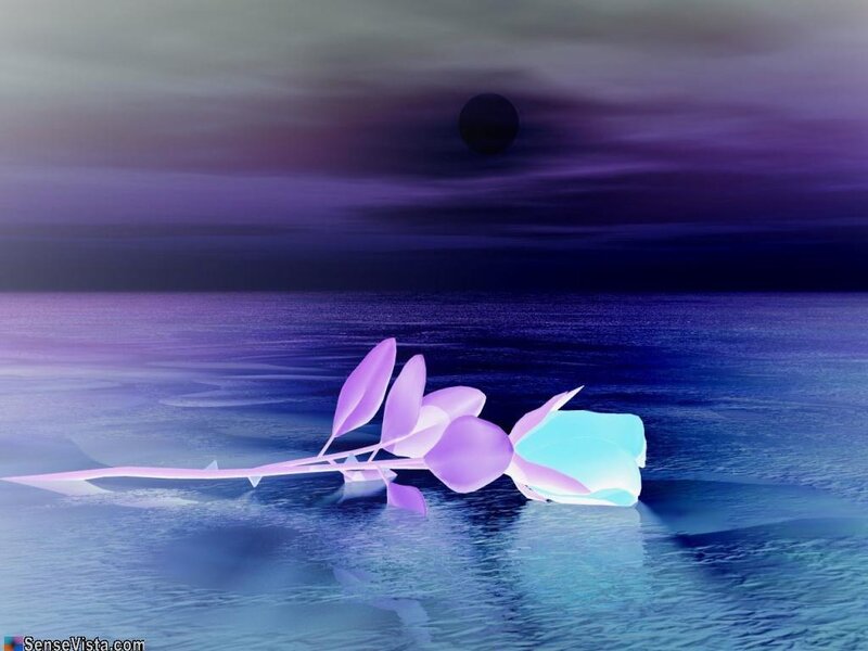 Purple rose on water at night