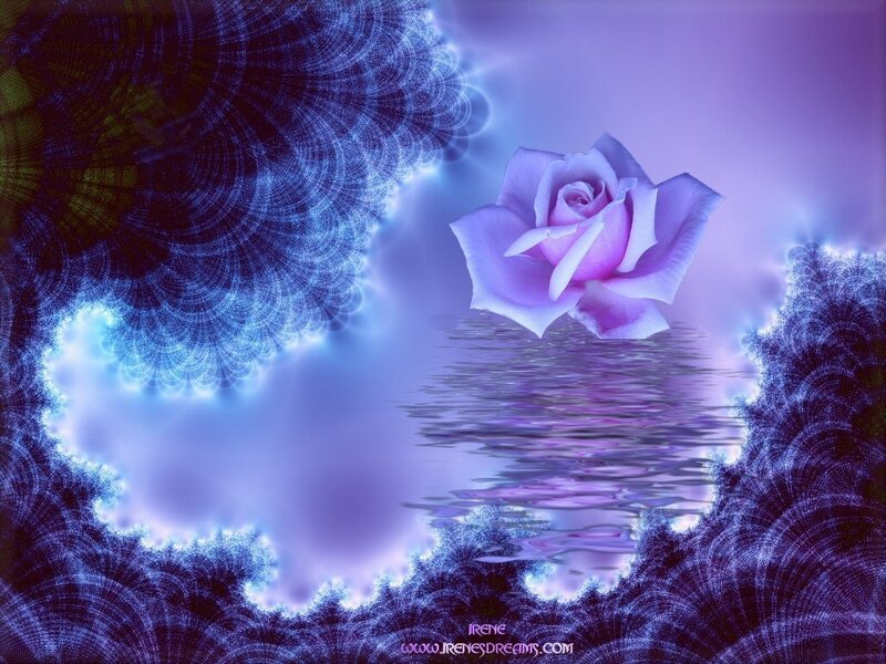 Purple Rose on Water