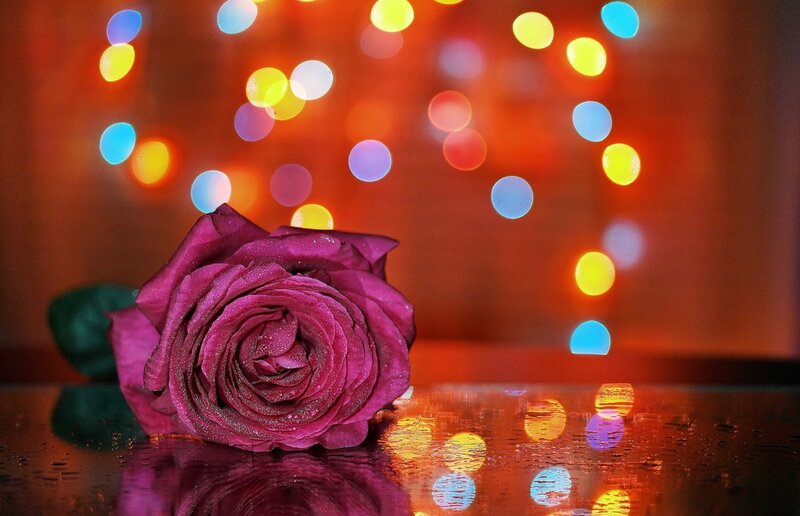 Purple Rose on Wet Surface