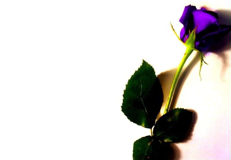 Purple Rose on White