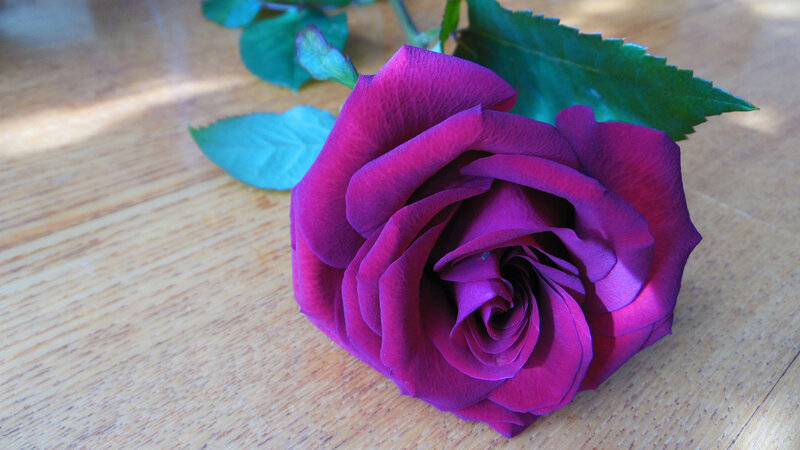 Purple Rose on Wood — Calm, Afternoon