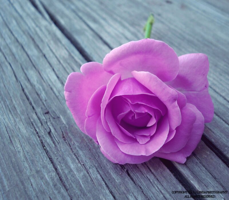 Purple Rose on Wood — Calm