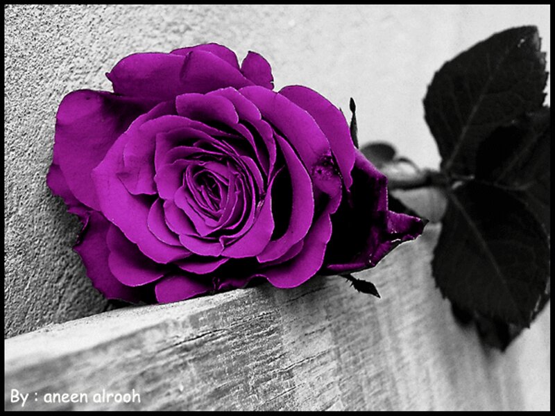 Purple Rose on Wood — Dramatic, Photograph