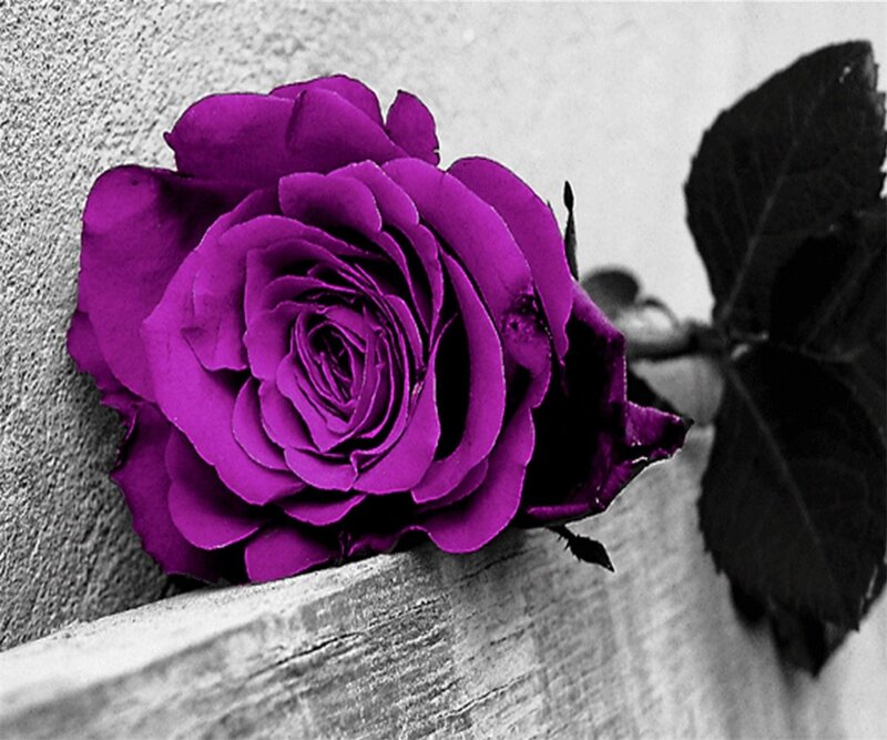 Purple Rose on Wood — Dramatic, Photograph, Wall, Leaf