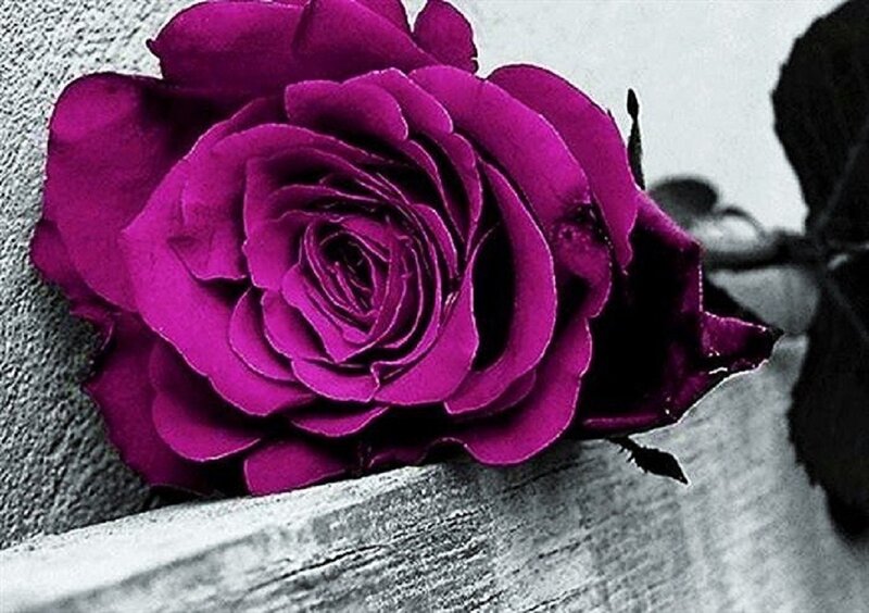 Purple Rose on Wood — Dramatic, Photograph, Wall