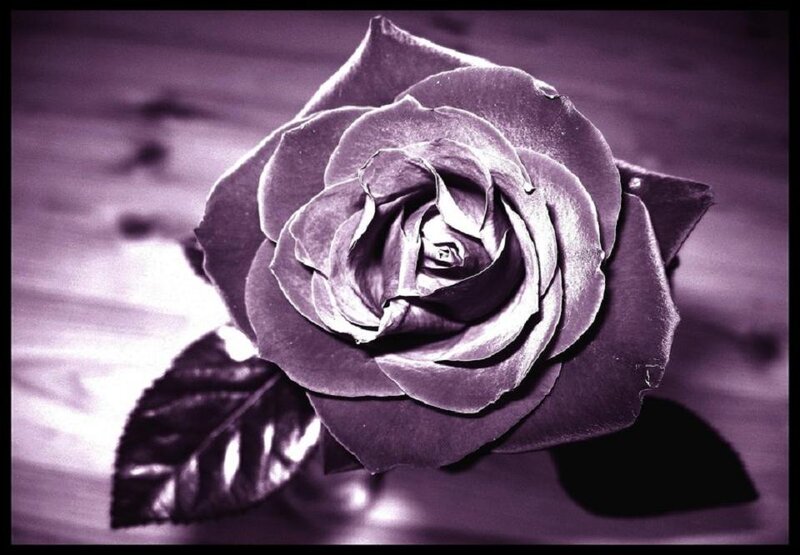 Purple Rose on Wood — Dramatic