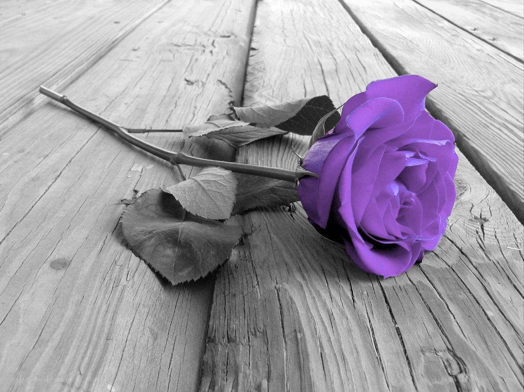 purple rose on wood
