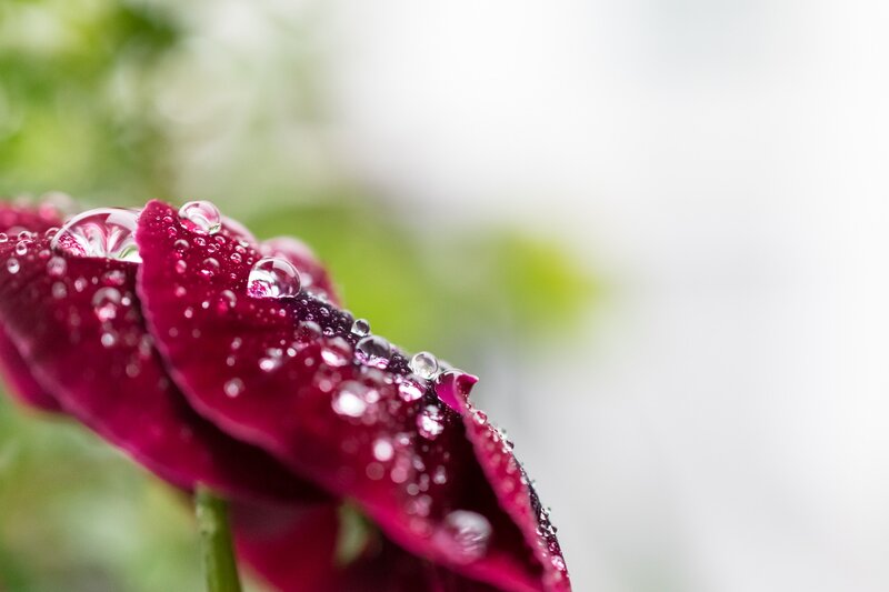 Purple Rose Petal — Serene