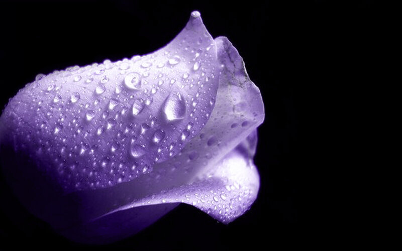 Purple Rose Petal